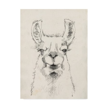 Jennifer Goldberger 'Llama Portrait Ii' Canvas Art,14x19